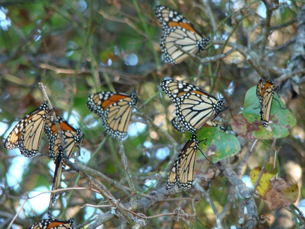 Monarchs taking a rest.